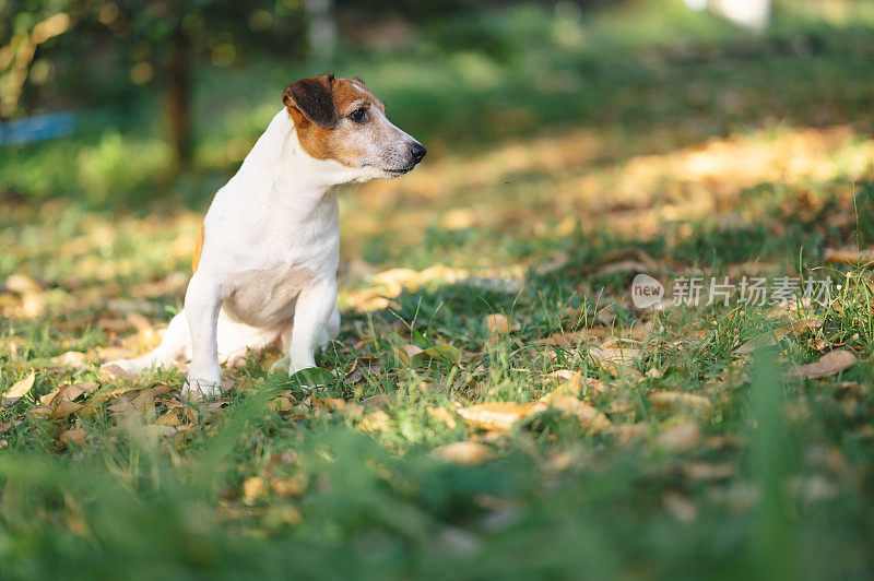 Close up Little jack russell face looking at owner